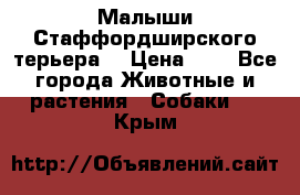 Малыши Стаффордширского терьера  › Цена ­ 1 - Все города Животные и растения » Собаки   . Крым